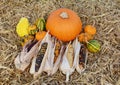 Ripe pumpkin surrounded by ornamental gourds and Indian corn cobs Royalty Free Stock Photo
