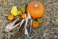 Ripe pumpkin surrounded by ornamental gourds and Indian corn Royalty Free Stock Photo