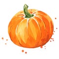 Ripe pumpkin watercolor illustration hand painted Royalty Free Stock Photo