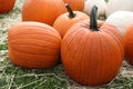 Ripe pumpkins Royalty Free Stock Photo