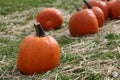 Ripe pumpkins Royalty Free Stock Photo