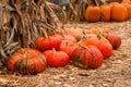 Ripe pumpkins Royalty Free Stock Photo