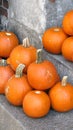 Ripe pumpkins Royalty Free Stock Photo