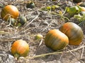 Ripe Pumpkins in Autumn Field