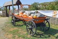 Ripe pumpkins in a cart Royalty Free Stock Photo