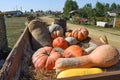 Ripe pumpkins in a cart Royalty Free Stock Photo