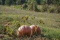 Ripe pumpkins on a field in autumn