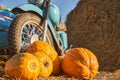 Ripe pumpkins in front of old, blue motorcycle.