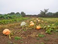 Ripe pumpkins - Furela Royalty Free Stock Photo