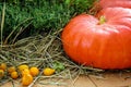 Ripe pumpkins, green thyme with yellow cherry tomatoes, dry grass on a wooden table background. Autumn nature concept.