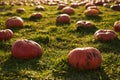 Ripe pumpkins placed on grass during harvesting season. Royalty Free Stock Photo