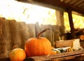 Ripe pumpkins on a shelf in the barn in the fall