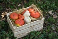 Ripe pumpkins stacked in a wooden box with hay Royalty Free Stock Photo
