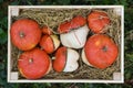 Ripe pumpkins stacked in a wooden box with hay Royalty Free Stock Photo