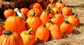 Ripe pumpkins on straw