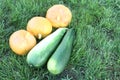 Ripe pumpkins and vegetable marrows on a grass Royalty Free Stock Photo