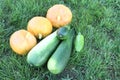 Ripe pumpkins and vegetable marrows on a grass Royalty Free Stock Photo
