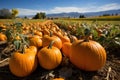 Ripe Pumpkins in a Vibrant Pumpkin Patch AI Generated