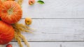 Pumpkins on white wooden background, copy space. Thanksgiving day banner, autumn concept. Royalty Free Stock Photo