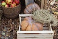 Ripe pumpkins in a wooden box and apples in a wicker basket