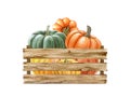 Ripe pumpkins in a wooden box group. Watercolor painted illustration. Farm organic autumn harvest vegetables in a wooden