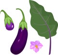 Ripe purple eggplant with green leaf and flower