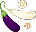 Ripe purple eggplant. Longitudinal and cross-section