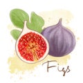 Ripe purple figs, leaf isolated. Fresh fruit icon whole and halved. Delisious food, vitamins, healthe lifestyle