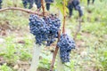 Ripe Purple Grapes in Bordeaux wine France vineyard in Saint Emilion Royalty Free Stock Photo