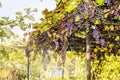 Ripe purple grapes with leaves and branches growing on the roof of the gazebo, Sunny summer autumn day, outdoors