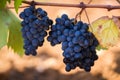 Ripe purple grapes with leaves in natural condition, the vineyard of Puglia of Primitivo grape grows in southern Italy, Salento Royalty Free Stock Photo