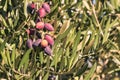 Ripe purple olives growing on olive tree with copy space and blurred background Royalty Free Stock Photo