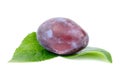 Ripe purple plum with green leaves on a white background Royalty Free Stock Photo