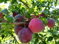 Ripe purple plums grow on a branch. summer sunny day gardening fruits, harvest Royalty Free Stock Photo