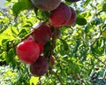 Ripe purple plums grow on a branch. summer sunny day gardening fruits, harvest, copy space Royalty Free Stock Photo