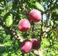 Ripe purple plums grow on a branch. summer sunny day gardening fruits, harvest Royalty Free Stock Photo