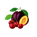 Ripe purple plums and red cherries.Watercolor illustration isolated on white background.Composition of garden fruits and berries Royalty Free Stock Photo