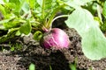 Ripe purple radish in the ground in the garden Royalty Free Stock Photo