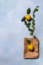 Ripe quince apples, paper bag and tree branches Royalty Free Stock Photo