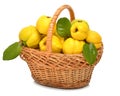 Ripe quince in the basket