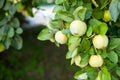 Ripe quince fruit grows on a quince tree with green foliage in the autumn garden, closeup. Harvest concept. Vitamins, vegetarianis Royalty Free Stock Photo