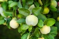Ripe quince fruit grows on a quince tree with green foliage in the autumn garden, closeup. Harvest concept. Vitamins, vegetarianis Royalty Free Stock Photo