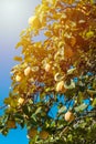 Ripe quince fruits on a brunch in autumn