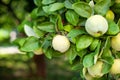 Ripe quince fruits. Quince grows on a tree with green leaves in orchard in autumn. Harvest Concept. Vitamins, vegetarianism, frui