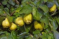 Ripe quinces