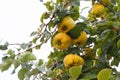Ripe Quinces on the Tree Royalty Free Stock Photo