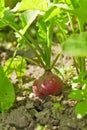 Ripe radish