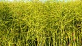 Ripe rapeseed field for biofuels.