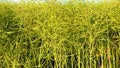 Ripe rapeseed field for biofuels, Germany