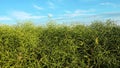 Ripe rapeseed plants for biofuels.